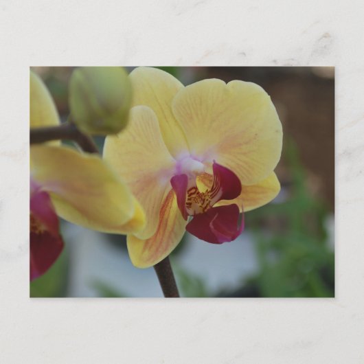 Gele Orchidee van Gardenfest 2011 Briefkaart (Voorkant)