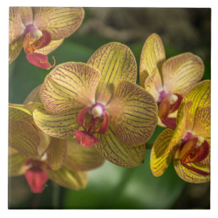 Gele orchideeën ceramiektegel tegeltje