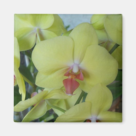 Gele orchideeën magneet (Voorkant)