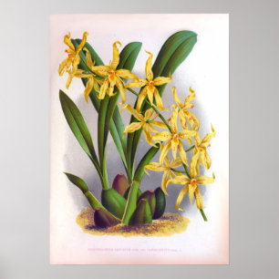Gele orchideeën  Odontoglossun Ordoratum Poster