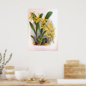 Gele orchideeën  Odontoglossun Ordoratum Poster (Keuken)