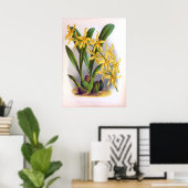 Gele orchideeën  Odontoglossun Ordoratum Poster (Thuiskantoor)