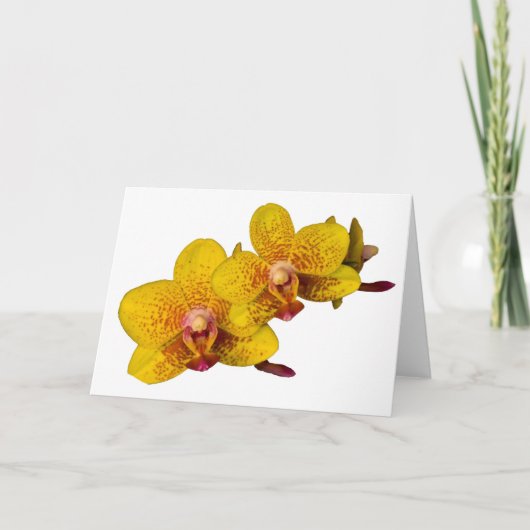 Gele orchideeën op wit kaart (Voorkant)