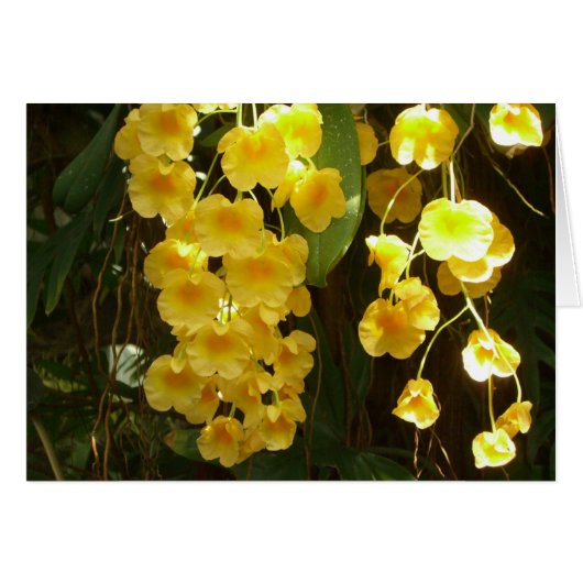 Gele Orchids Tropische Bloemen (Voorkant Horizontaal)