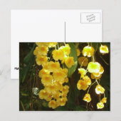 Gele Orchids Tropische Bloemen Briefkaart (Voorkant / Achterkant)