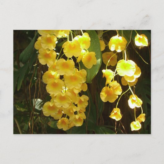 Gele Orchids Tropische Bloemen Briefkaart (Voorkant)