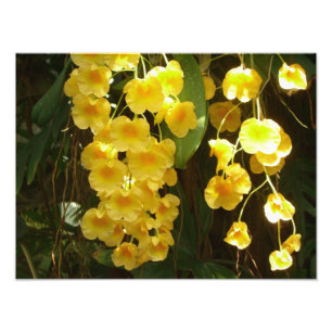 Gele Orchids Tropische Bloemen Foto Afdruk