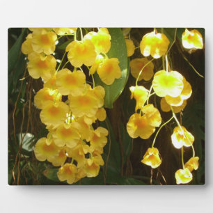 Gele Orchids Tropische Bloemen Fotoplaat