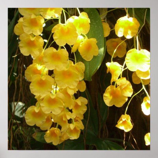 Gele Orchids Tropische Bloemen Poster (Voorkant)
