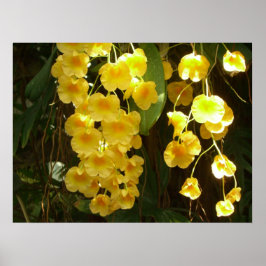 Gele Orchids Tropische Bloemen Poster