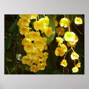 Gele Orchids Tropische Bloemen Poster