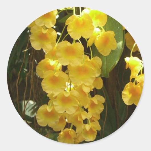 Gele Orchids Tropische Bloemen Ronde Sticker (Voorkant)