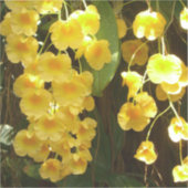 Gele Orchids Tropische Bloemen Sticker (Voorkant)
