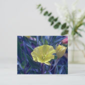 gele Ozark Sundrups (Oenothera Macrocarpa) Briefkaart (Staand voorkant)