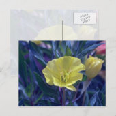 gele Ozark Sundrups (Oenothera Macrocarpa) Briefkaart (Voorkant / Achterkant)
