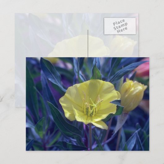 gele Ozark Sundrups (Oenothera Macrocarpa) Briefkaart (Voorkant / Achterkant)