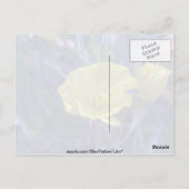 gele Ozark Sundrups (Oenothera Macrocarpa) Briefkaart (Achterkant)