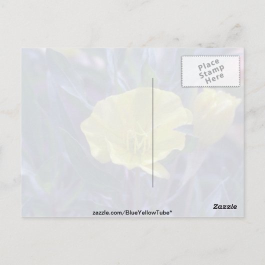 gele Ozark Sundrups (Oenothera Macrocarpa) Briefkaart (Achterkant)