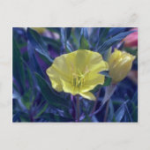 gele Ozark Sundrups (Oenothera Macrocarpa) Briefkaart (Voorkant)