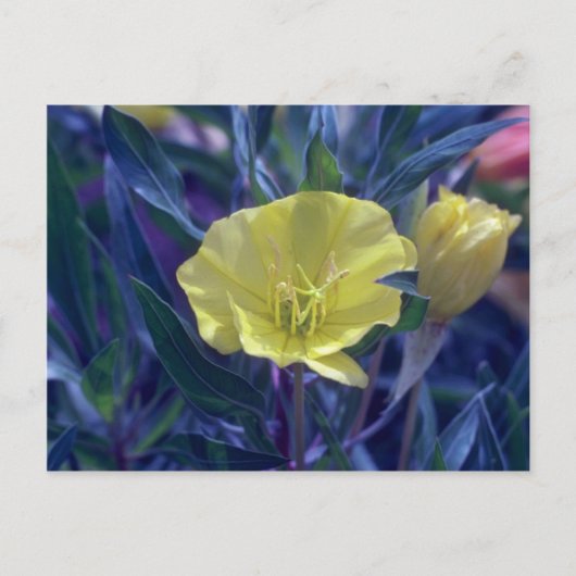 gele Ozark Sundrups (Oenothera Macrocarpa) Briefkaart (Voorkant)