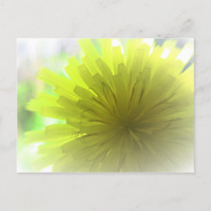 Gele paardenbloem Aster in vrolijke zonneschijn Briefkaart