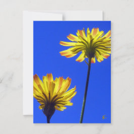 Gele Paardenbloemen Tegen Blauwe Lucht Briefkaart