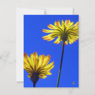 Gele Paardenbloemen Tegen Blauwe Lucht Briefkaart