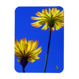 Gele paardenbloemen tegen blauwe lucht speelse nat magneet