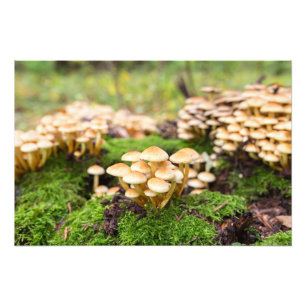 Gele paddenstoelen in het herfstbos. foto afdruk