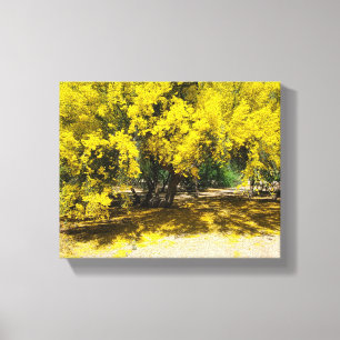 Gele Palo Verde boom Canvas Afdruk