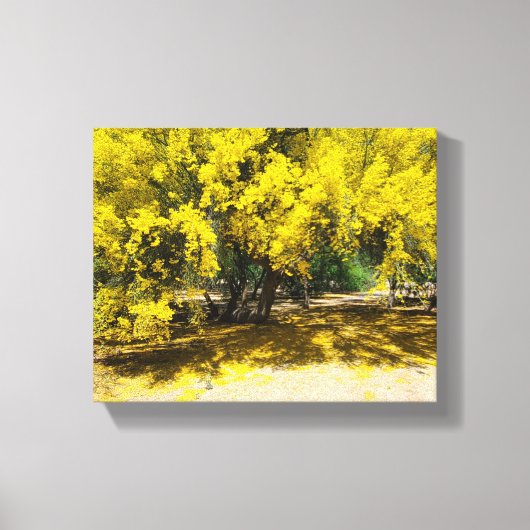 Gele Palo Verde boom Canvas Afdruk (Voorkant)