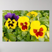 gele pansiebloemen poster (Voorkant)