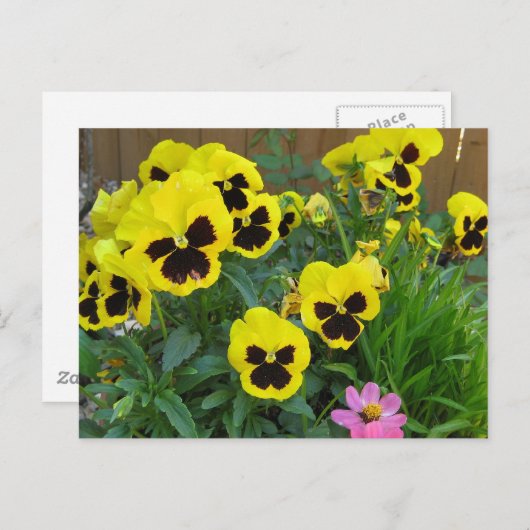 Gele pansies briefkaart (Voorkant / Achterkant)