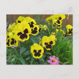 Gele pansies briefkaart