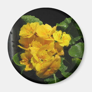 Gele pansies magneet