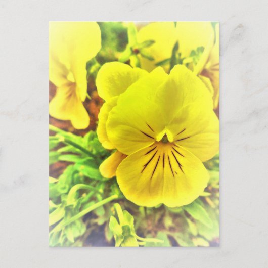 gele Pansies Pansy Flowers Sunny Garden Briefkaart (Voorkant)