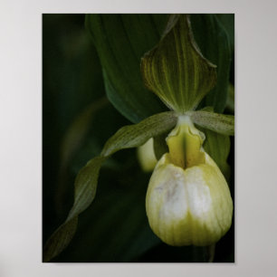 Gele Pantoffelbloem 2 Print