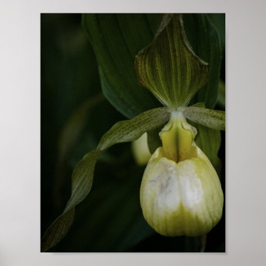 Gele Pantoffelbloem 2 Print (Voorkant)