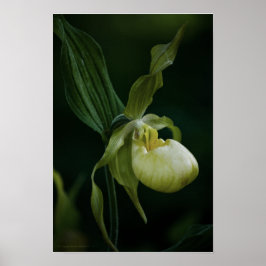 Gele Pantoffelbloem-afdruk Poster