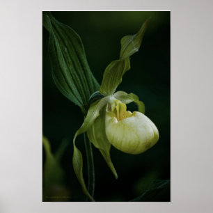 Gele Pantoffelbloem-afdruk Poster