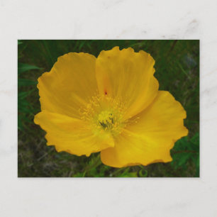 Gele papaver Alaskan Wildflower Floral Briefkaart