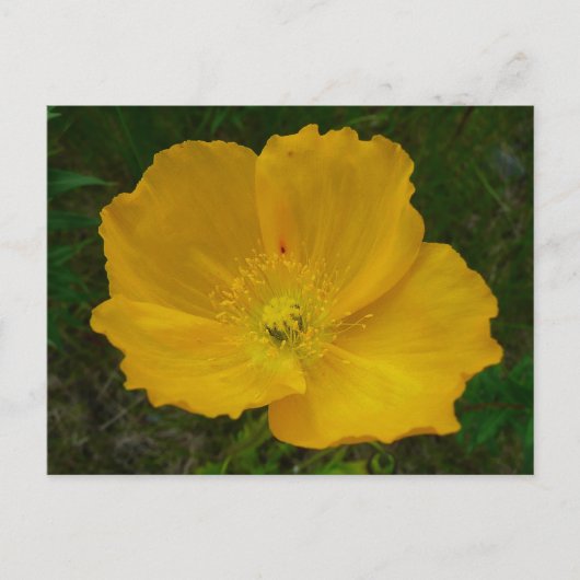 Gele papaver Alaskan Wildflower Floral Briefkaart (Voorkant)