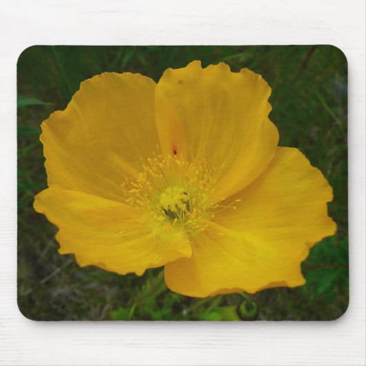 Gele papaver Alaskan Wildflower Floral Muismat (Voorkant)