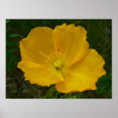 Gele papaver Alaskan Wildflower Floral Poster (Voorkant)