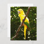 Gele papegaai (Voorkant / Achterkant)