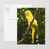 Gele papegaai briefkaart (Voorkant / Achterkant)