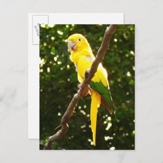 Gele papegaai briefkaart (Voorkant / Achterkant)