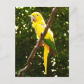 Gele papegaai briefkaart (Voorkant)
