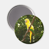 Gele papegaai magneet (Voorkant / Achterkant)