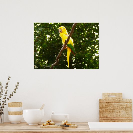 Gele papegaai poster (Keuken)